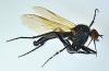 Empis sericans